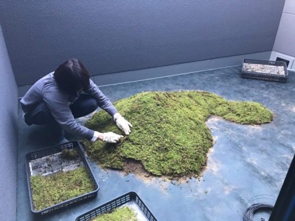 京都のホテル苔庭施工中 京都のホテル苔庭施工中