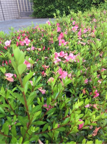 植木剪定の季節になりました