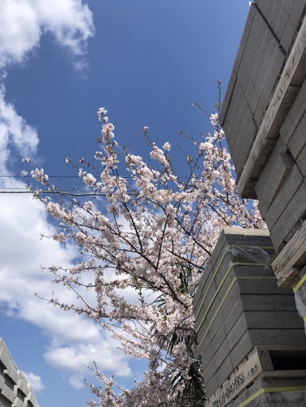 ブロック会社で見つけた桜