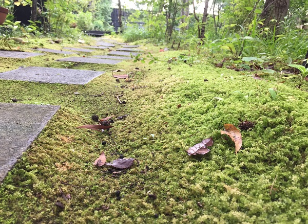 苔の特性を活かす