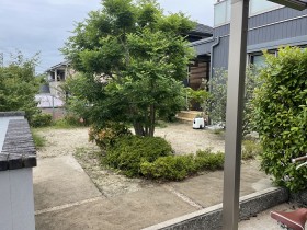 大きく育つ植木シマトネリコ